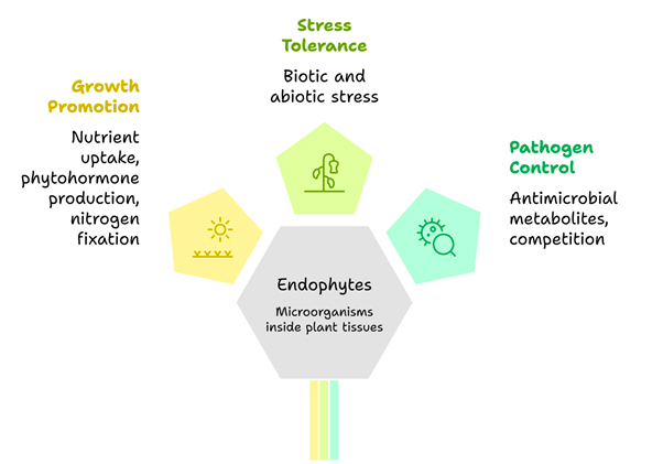 Graphical Abstract